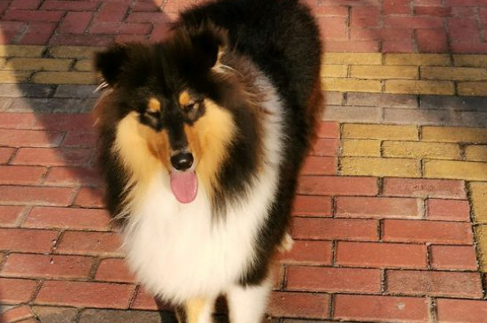 苏格兰牧羊犬吃什么食物，苏牧能吃狗粮和水果