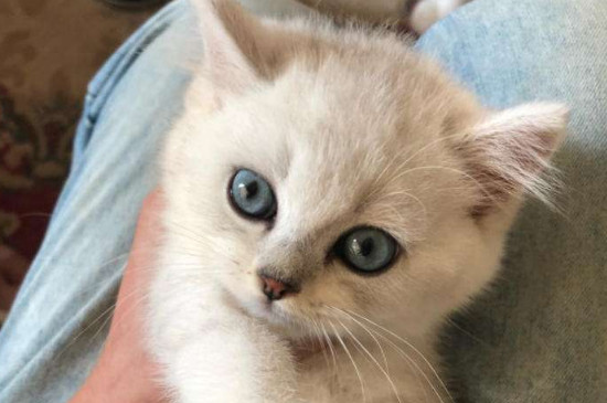 银渐层猫怎么样挑选
