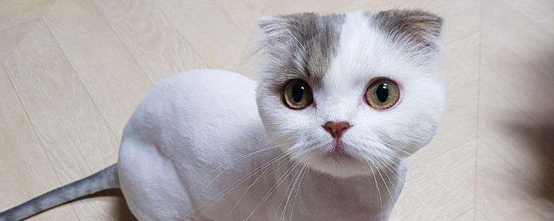 夏天猫咪可以剃毛吗