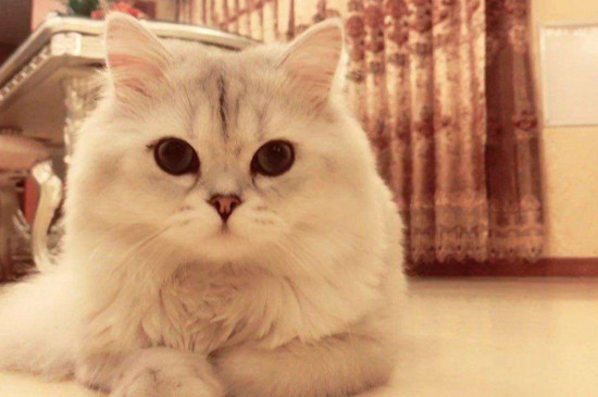 十大适合家养的猫，最适合家养的猫排名