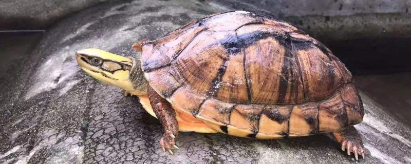 金钱龟冬眠注意事项