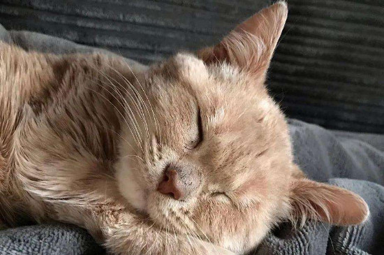 猫咪滴耳液会不会把猫滴聋了