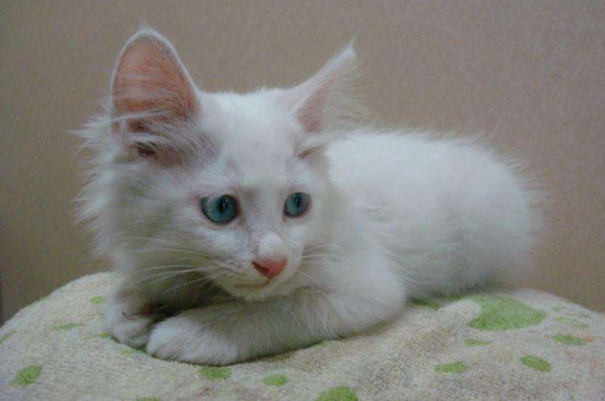 安哥拉猫与土猫区别