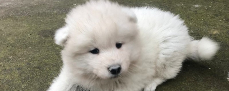 怎么看萨摩耶是不是纯种
