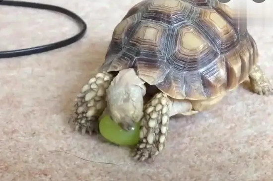 正确的养龟方法