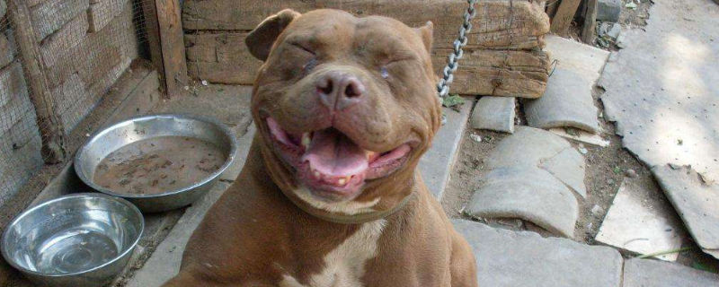 比特犬为什么不怕疼