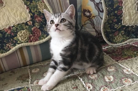 猫猫呼吸急促怎么处理