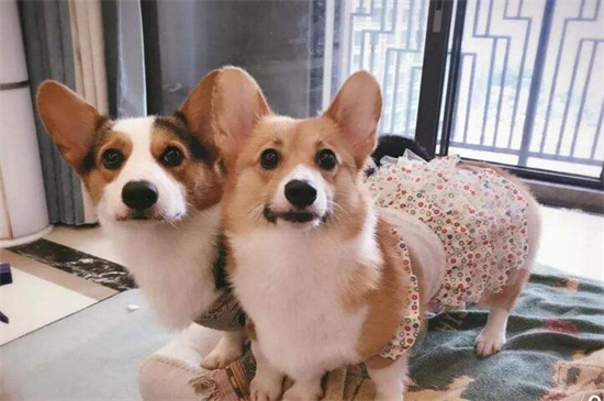 狗一直发抖怎么回事