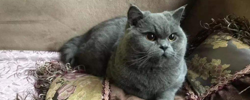 母猫发情多久，母猫发春一般几天