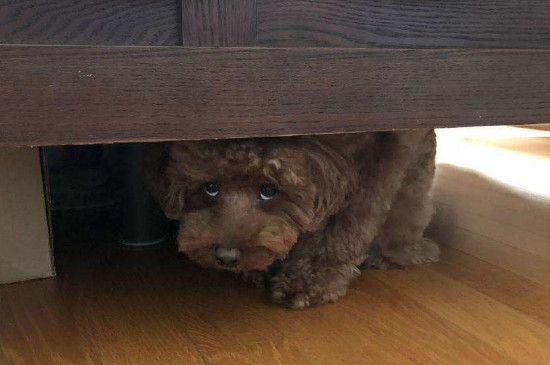 狗狗往旮旯钻的原因