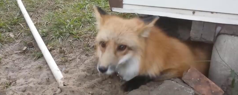 狐狸能活多久