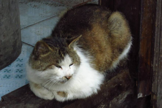 猫咪感冒了怎么办