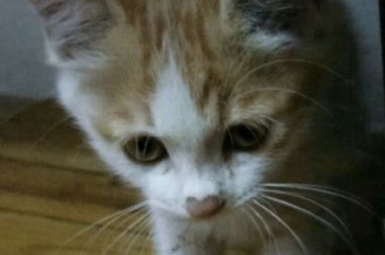 猫咪发完情后会没精神吗