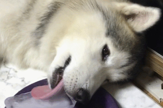 狗狗可以舔冰块吗