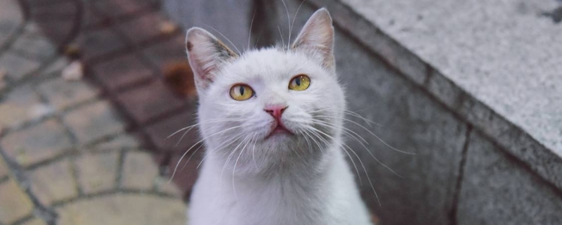 猫咪鼻子不通气像鼻塞