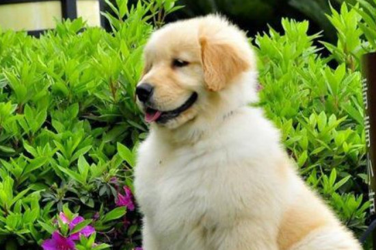 十大适合家养的狗，这十种家庭犬聪明听话好训练