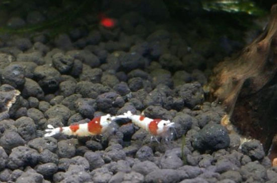 养水晶虾如何养水