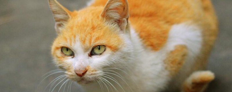 猫咪尿闭的几个原因