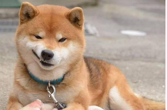 柯基和柴犬的区别，3个方法教你轻松从外貌分辨