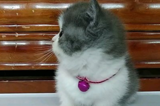 猫的睡眠一天多少小时