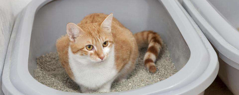 怎么教猫用猫砂