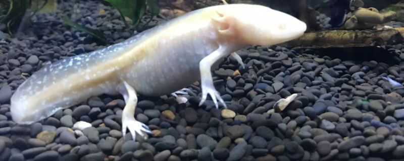 六角恐龙鱼多久喂一次食