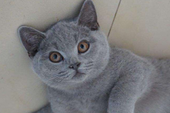英国短毛猫和蓝猫区别