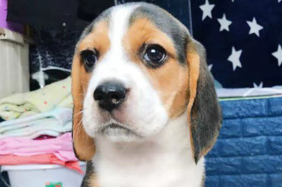 比格犬好养吗？不凶听话高智商很好养