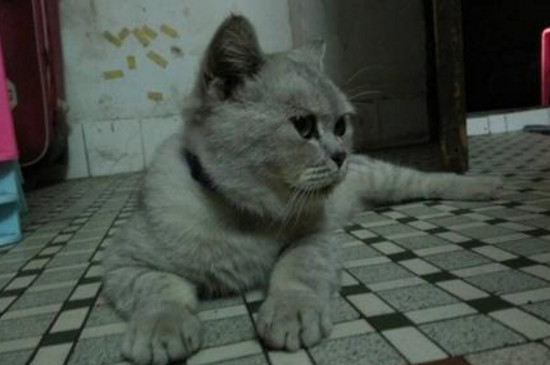 猫猫眼屎多是怎么了