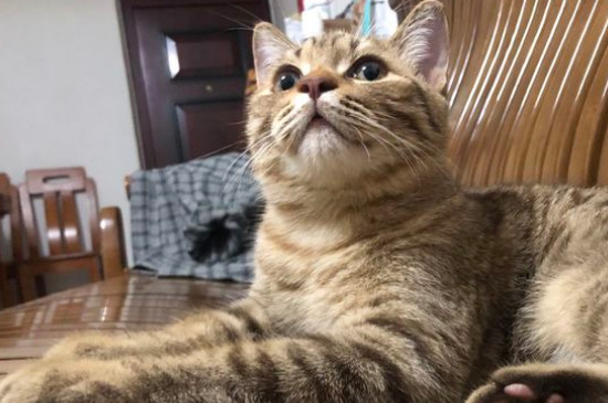 猫感冒会传染别的猫吗