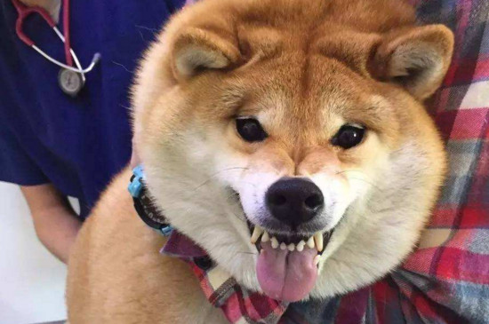 柴犬幼崽怎么辨别真假