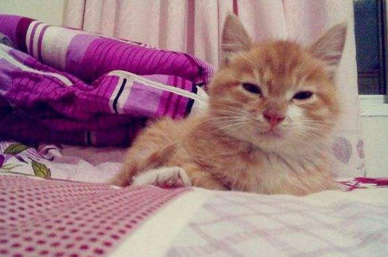 猫跑到床上有细菌吗