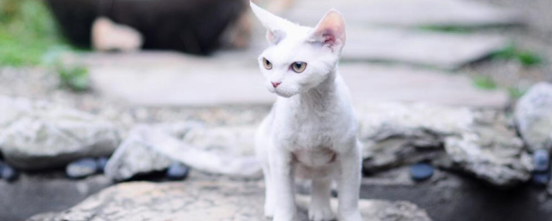 德文卷毛猫掉毛吗