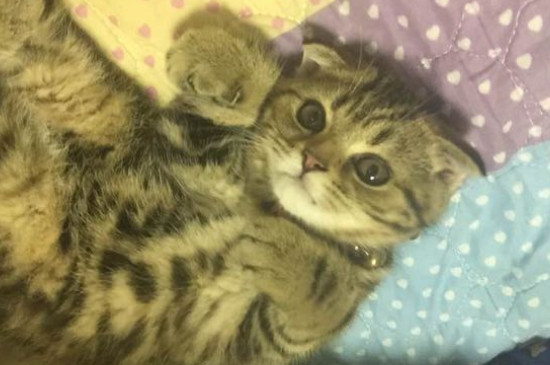 折耳猫为什么不能养
