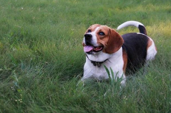 比格犬怎样训练