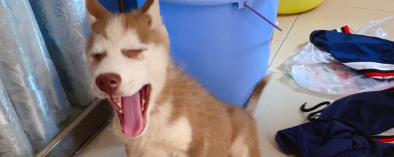狗能吃姜嘛