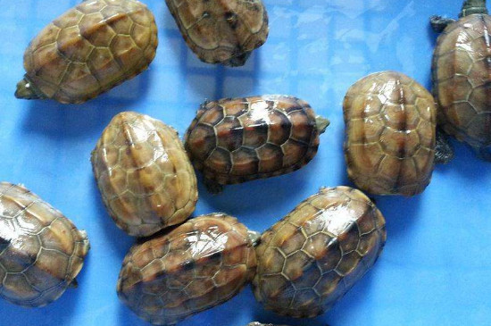 草龟能长多大