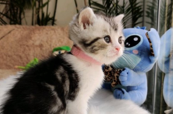 猫咪能感受到主人的悲伤吗