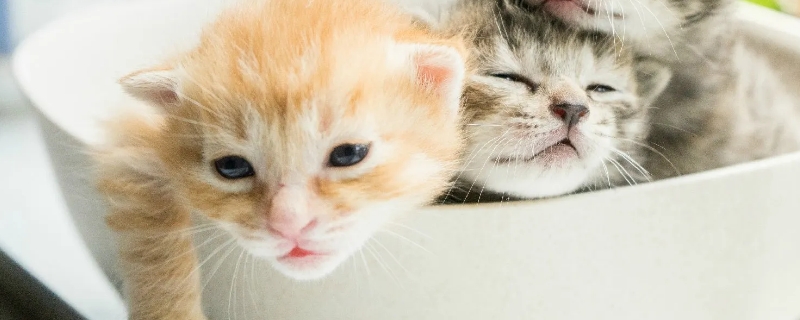 猫咪吃了熟蛋白会怎么样