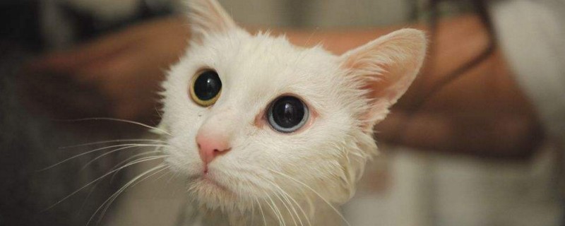 发腮是什么意思