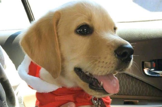 适合家养的大型犬