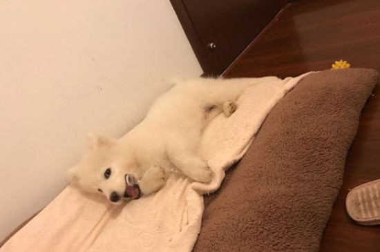 萨摩耶猴脸期什么时候