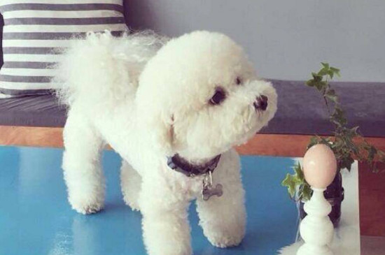 比熊犬怎么养，新人养比熊犬注意事项