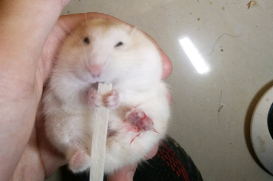 仓鼠怕冷吗