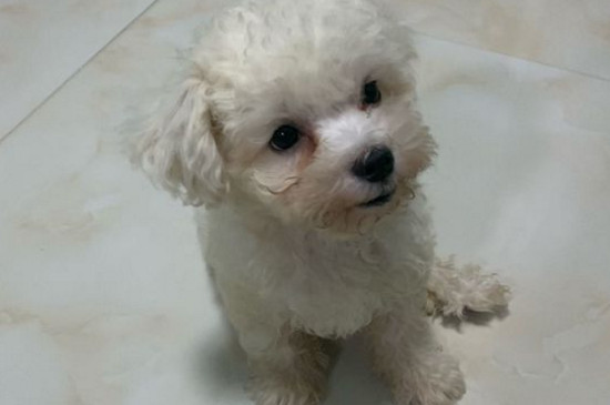 比熊幼犬睡眠时间