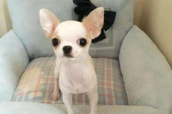 什么狗可爱好看，盘点又萌又漂亮的四大犬种