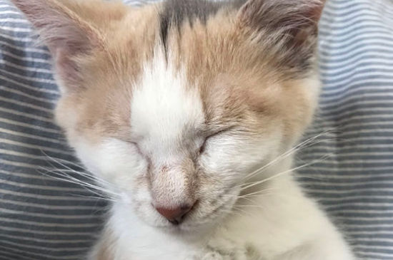 猫得猫瘟的症状