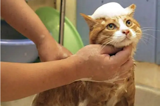 猫咪洗澡应激反应症状
