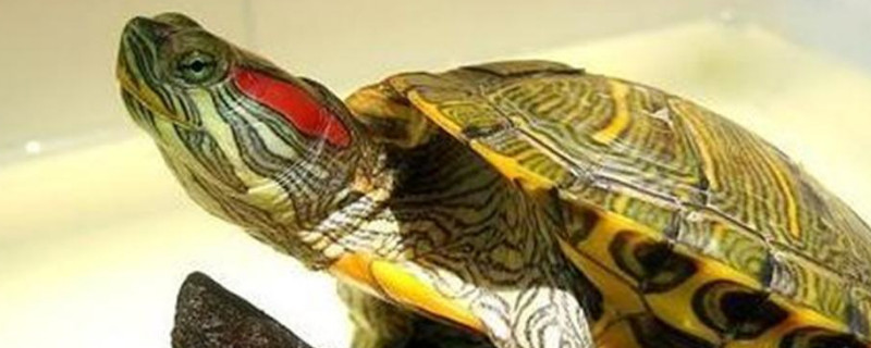 乌龟不吃东西会饿死吗
