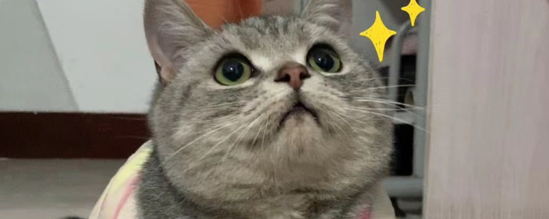 猫咪疯狂踩奶要制止吗